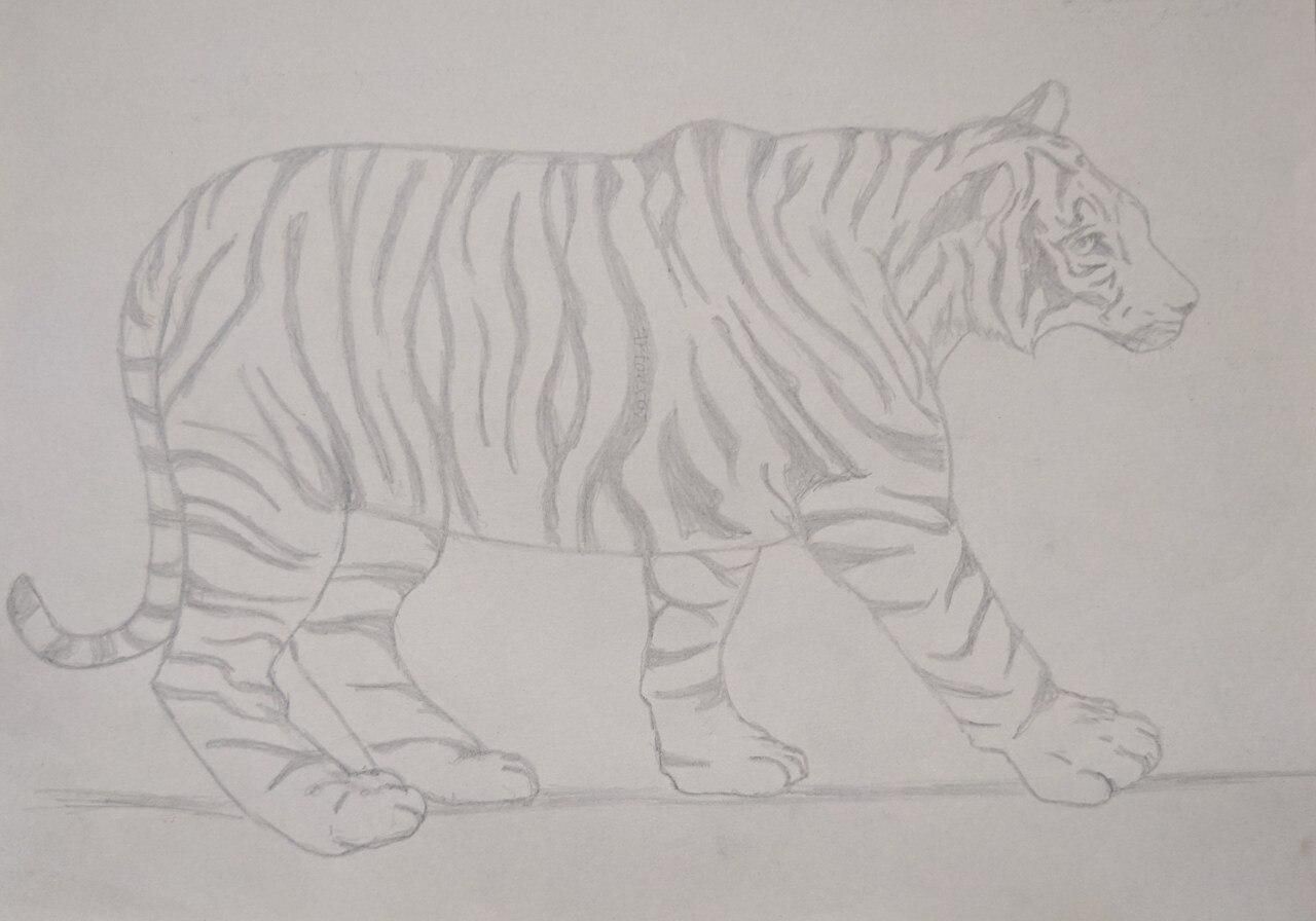 Buy Indian Bengal Tiger Pencil Drawing Print Artwork Signed by Online in  India  Etsy
