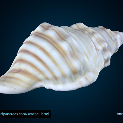 Ross franks seashell 001