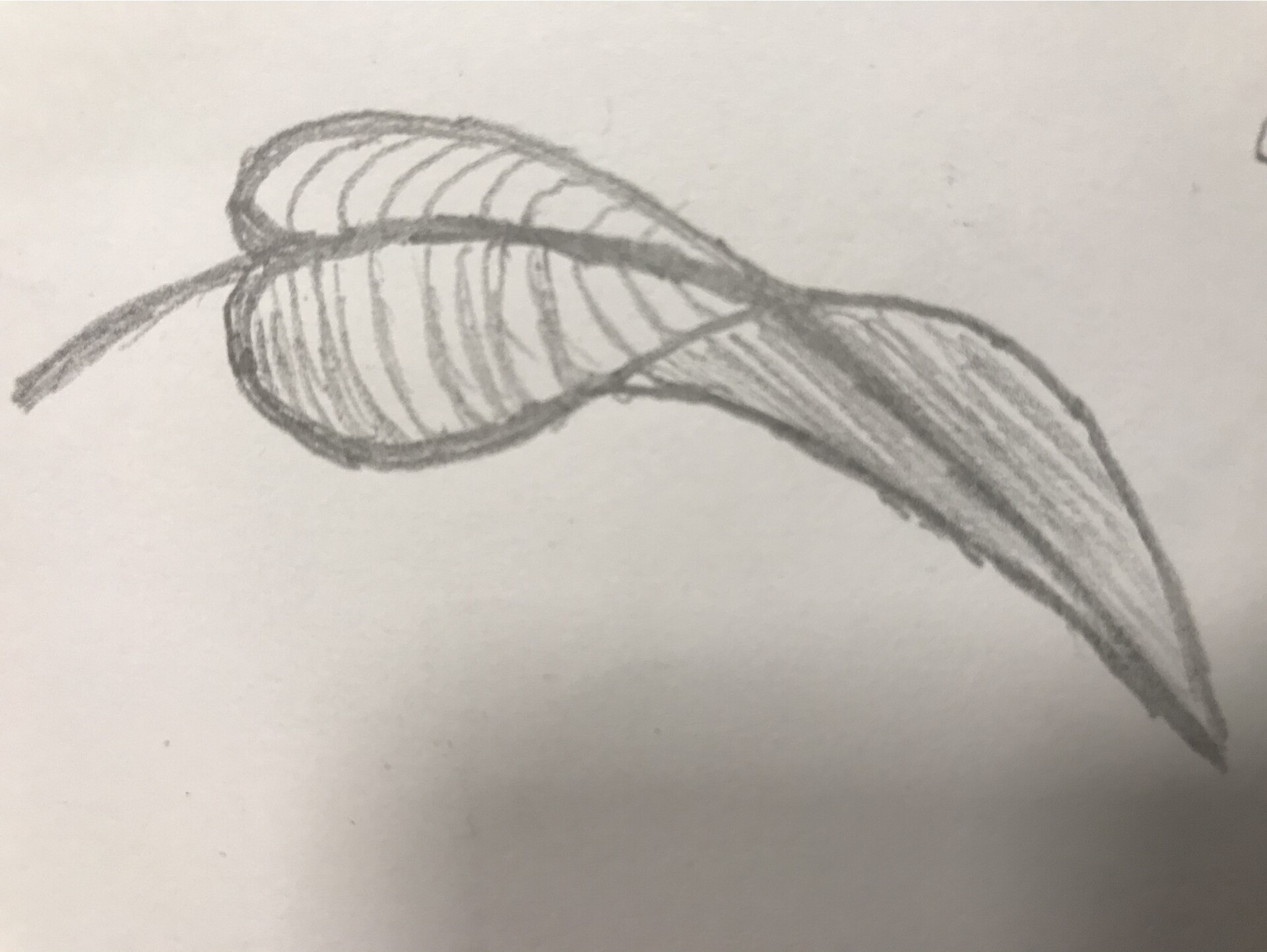 Leaf  Drawing Skill