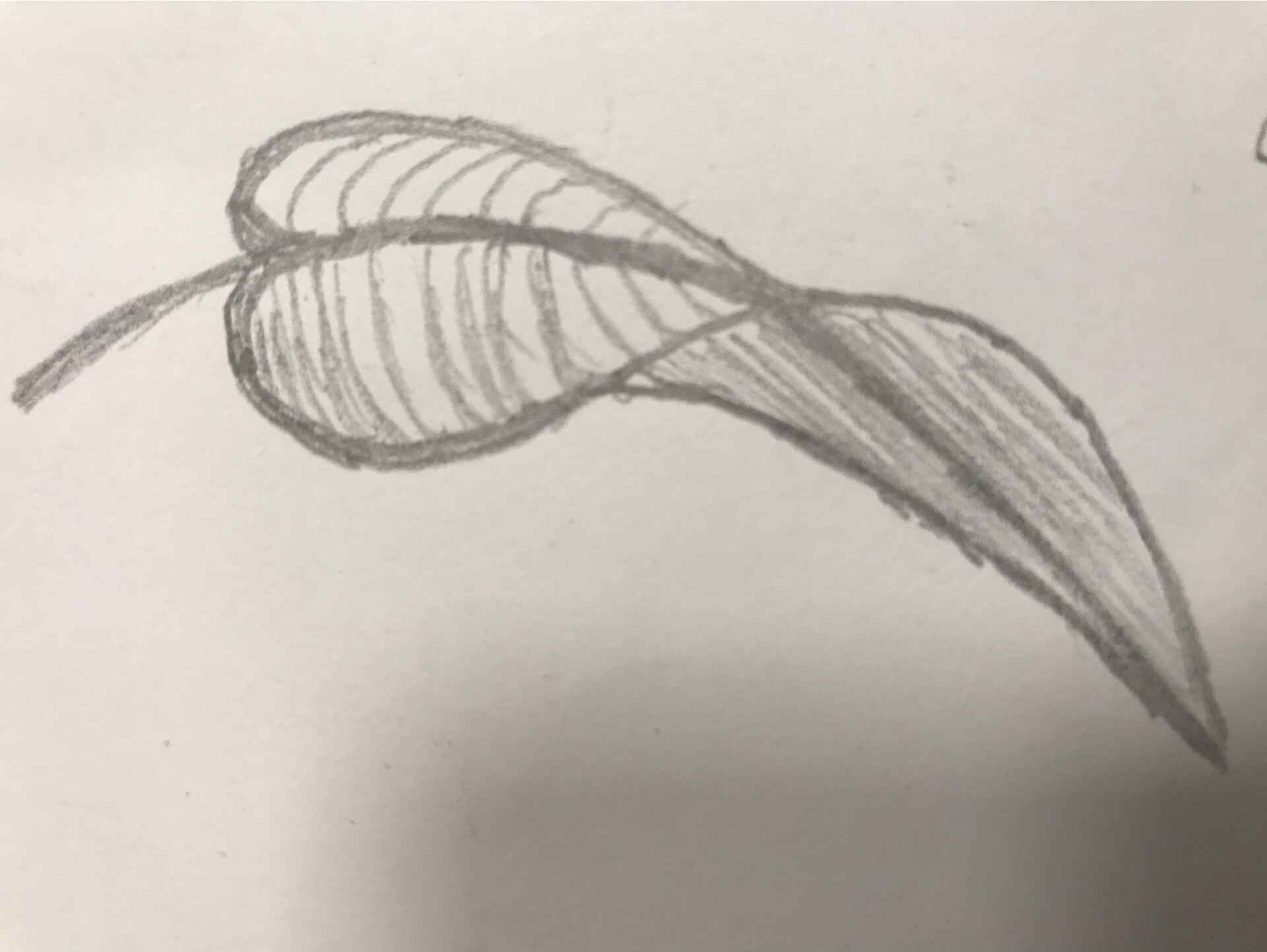 Leaf drawings deals in pencil