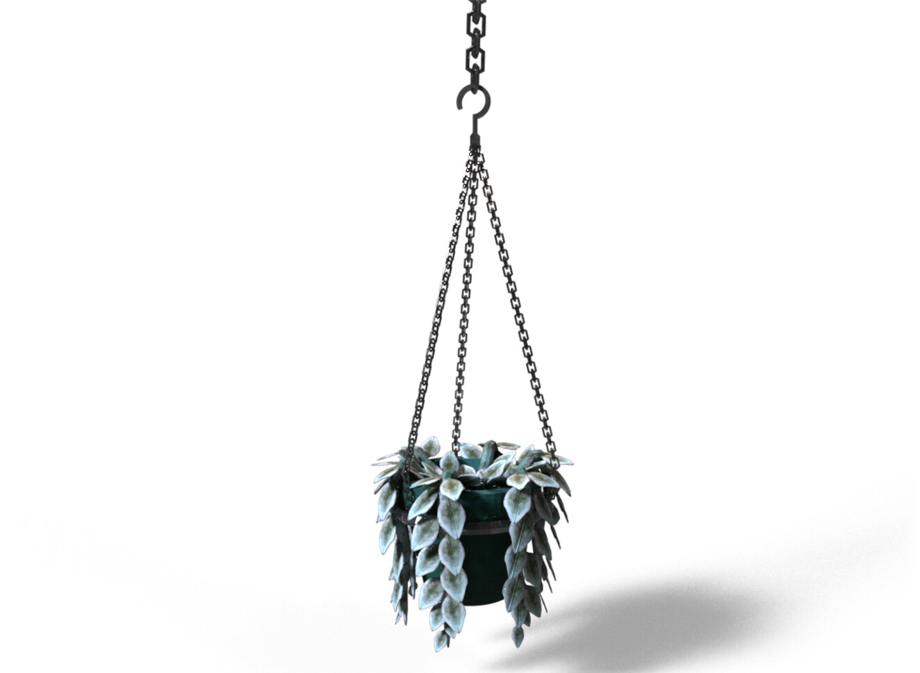 Full shot, hanging plant  2