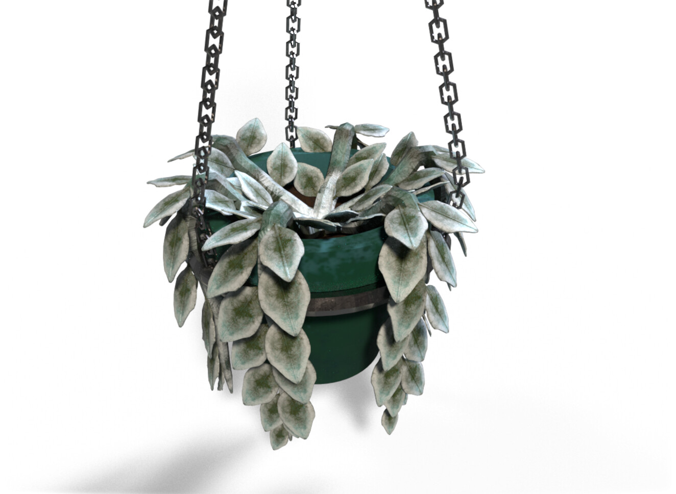 Medium shot, hanging plant 2