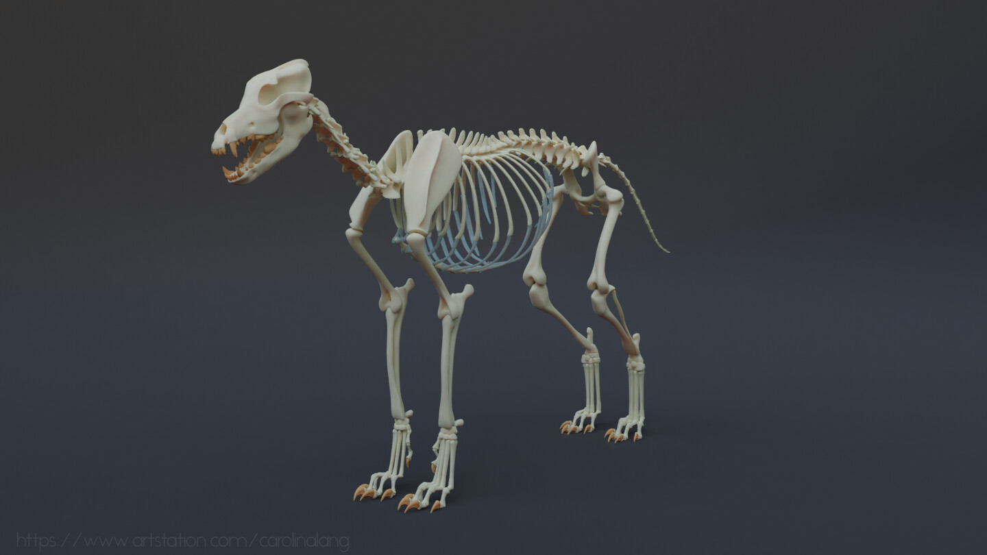 ArtStation - Wolf Skeleton