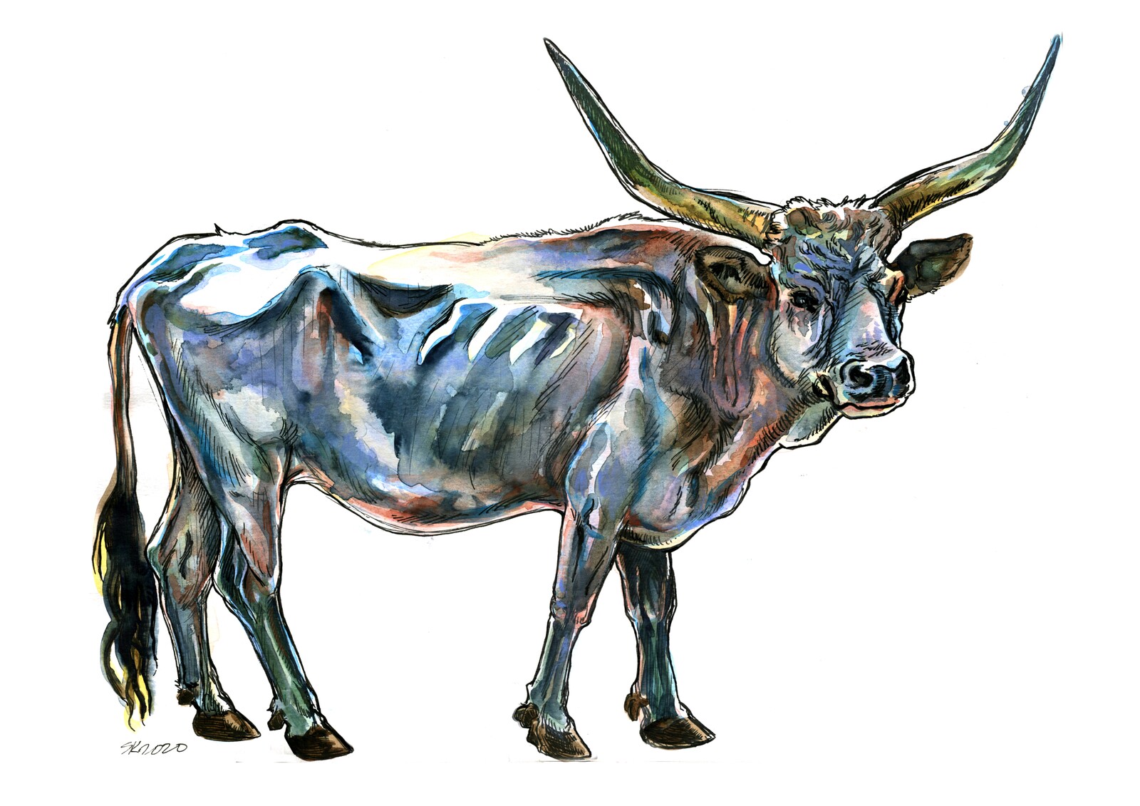 White Longhorn Cow Study