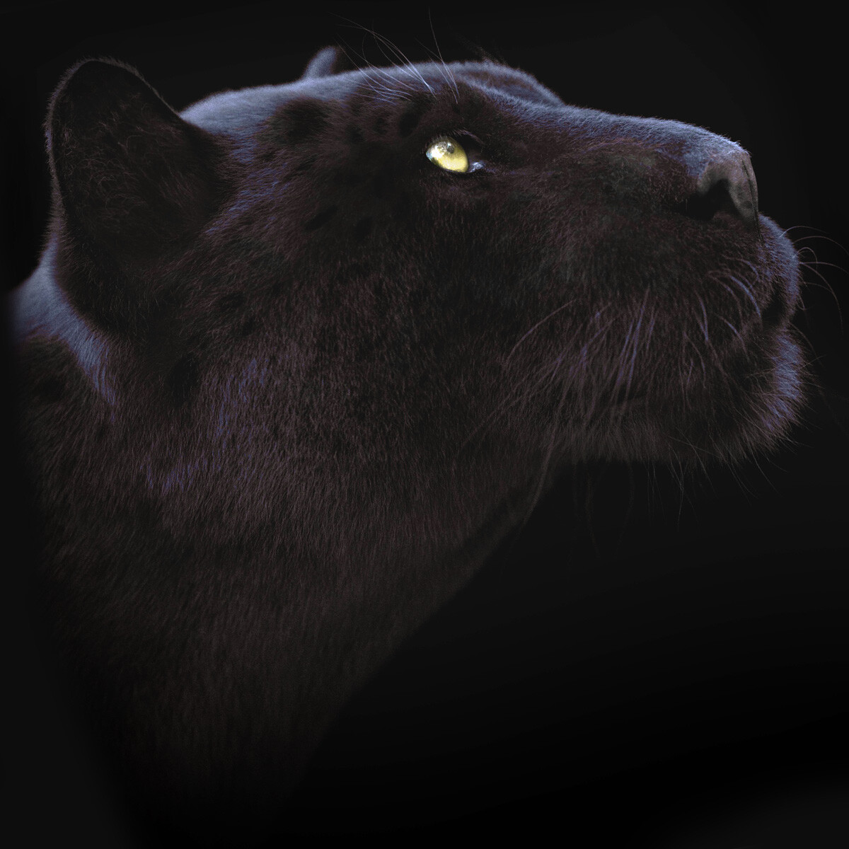 Black Jaguar test 