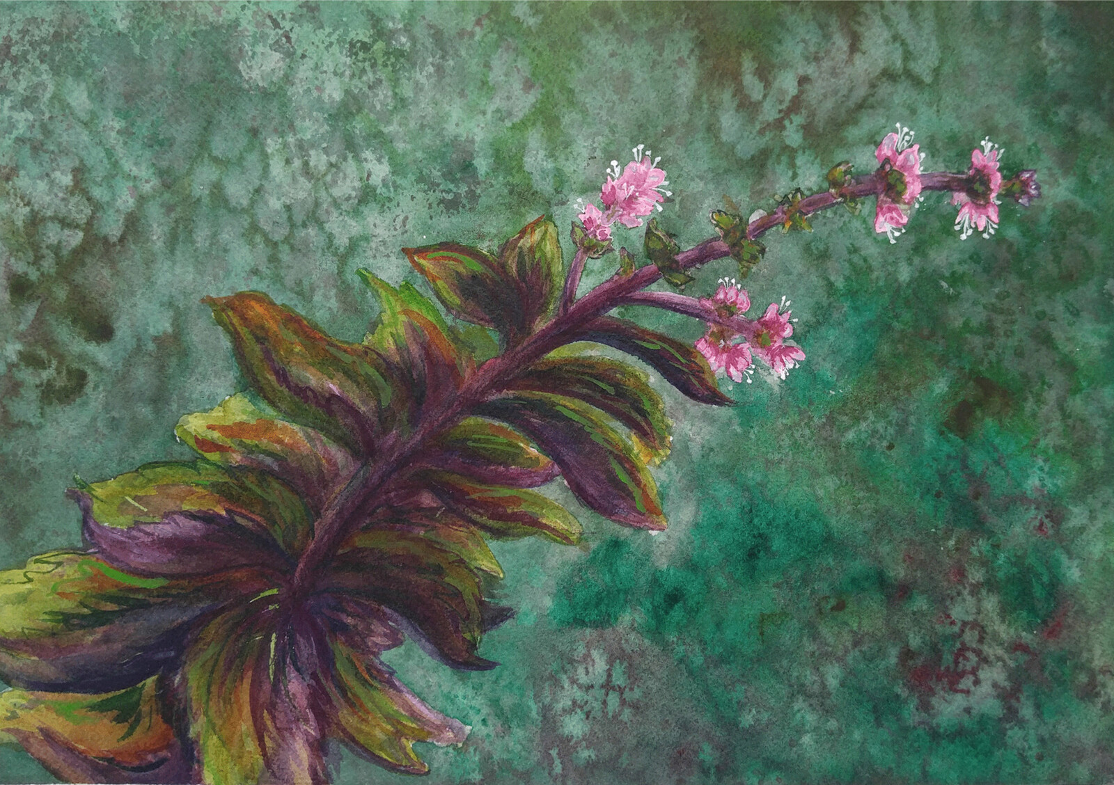 Portfolio Of Tiff Ullman Opal Basil Portfolio Of Tiff Ullman Opal Basil