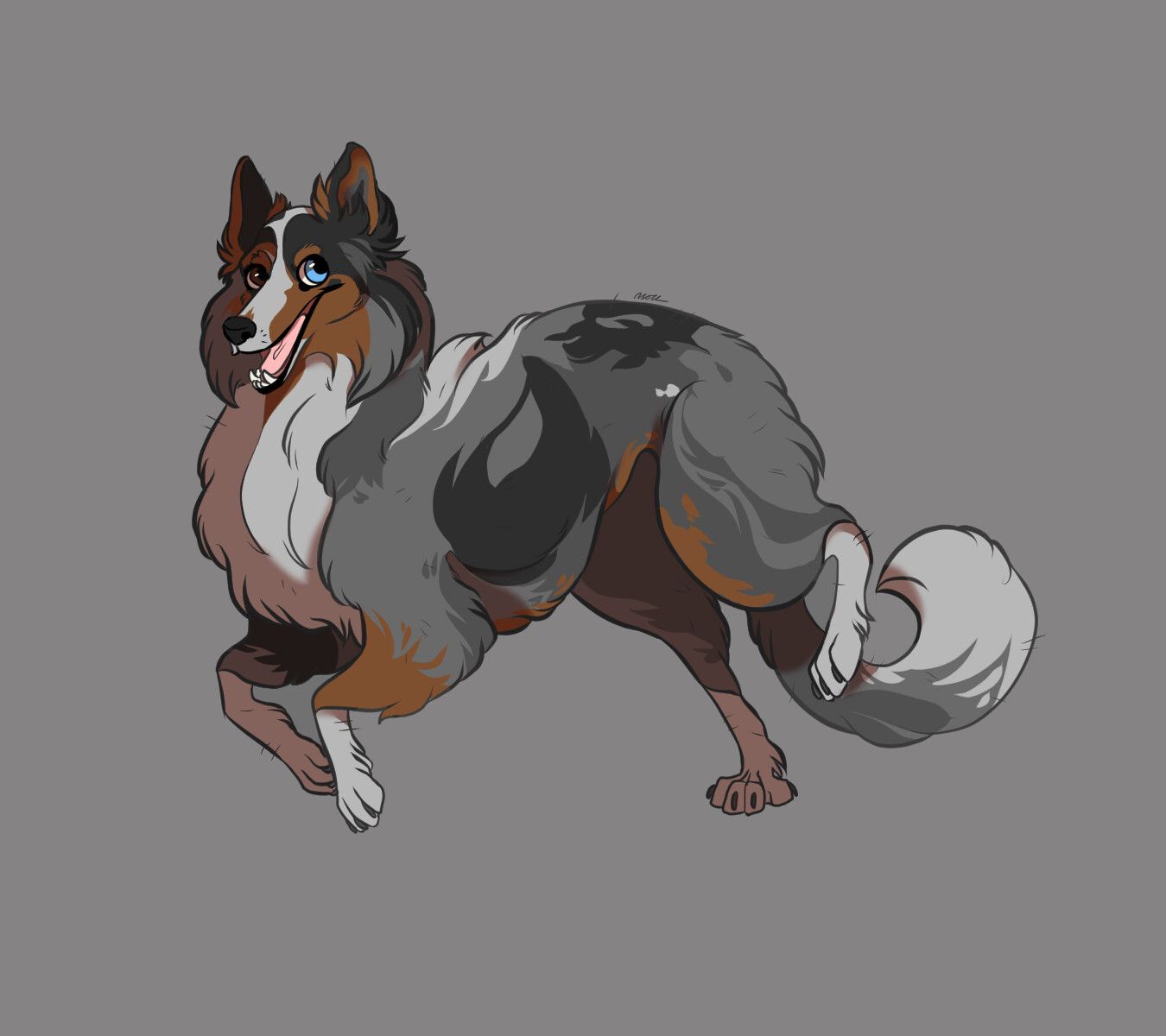 Australian Shepherd 