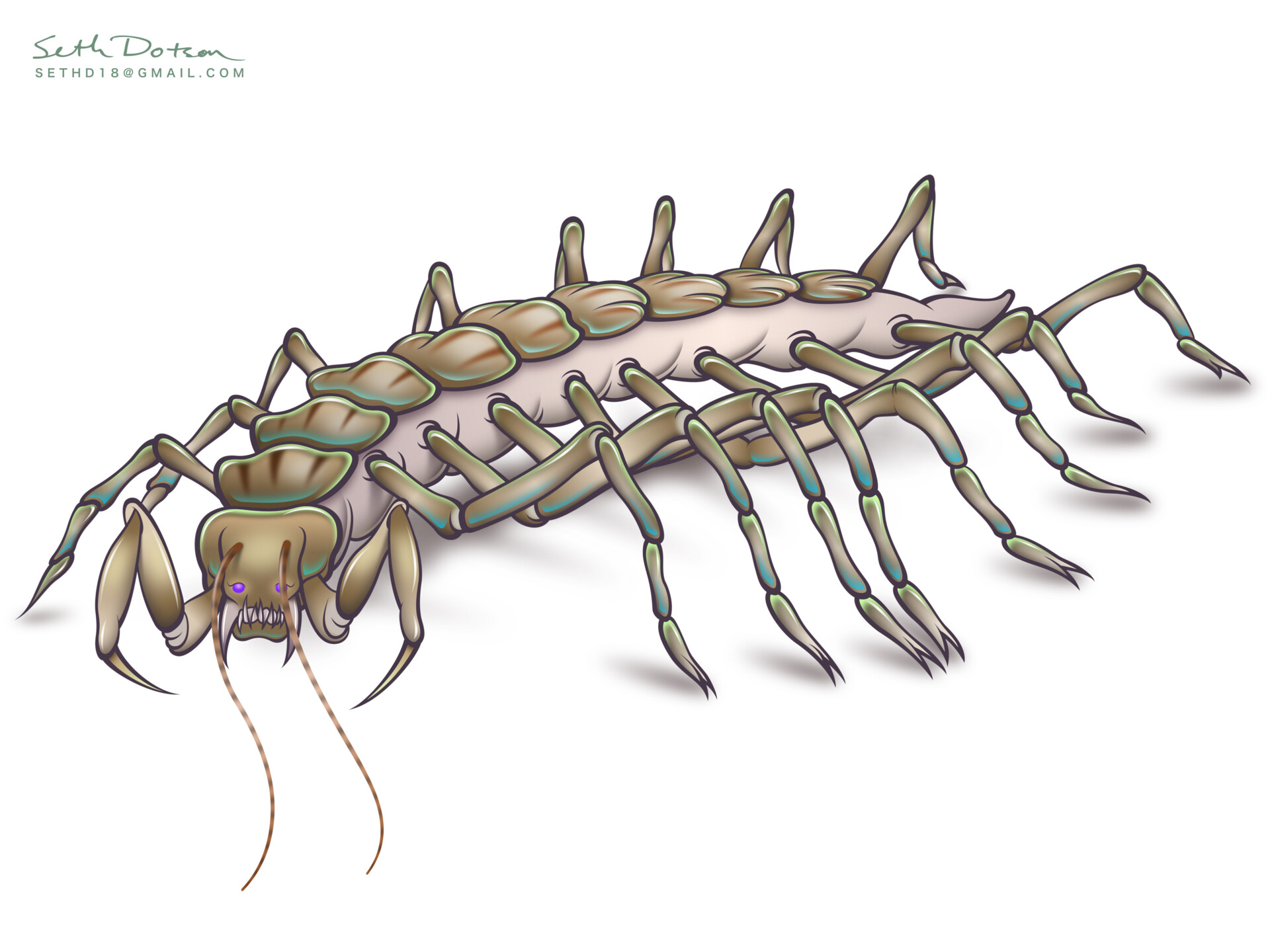 ArtStation - House Centipede; Scutigera coleoptrata