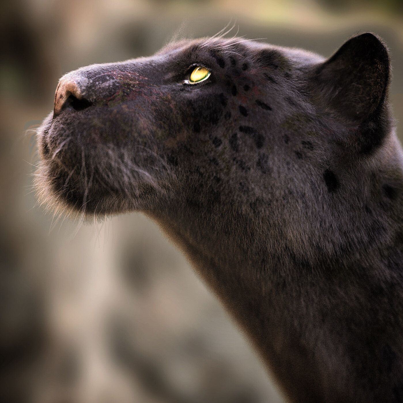Black Jaguar looking up