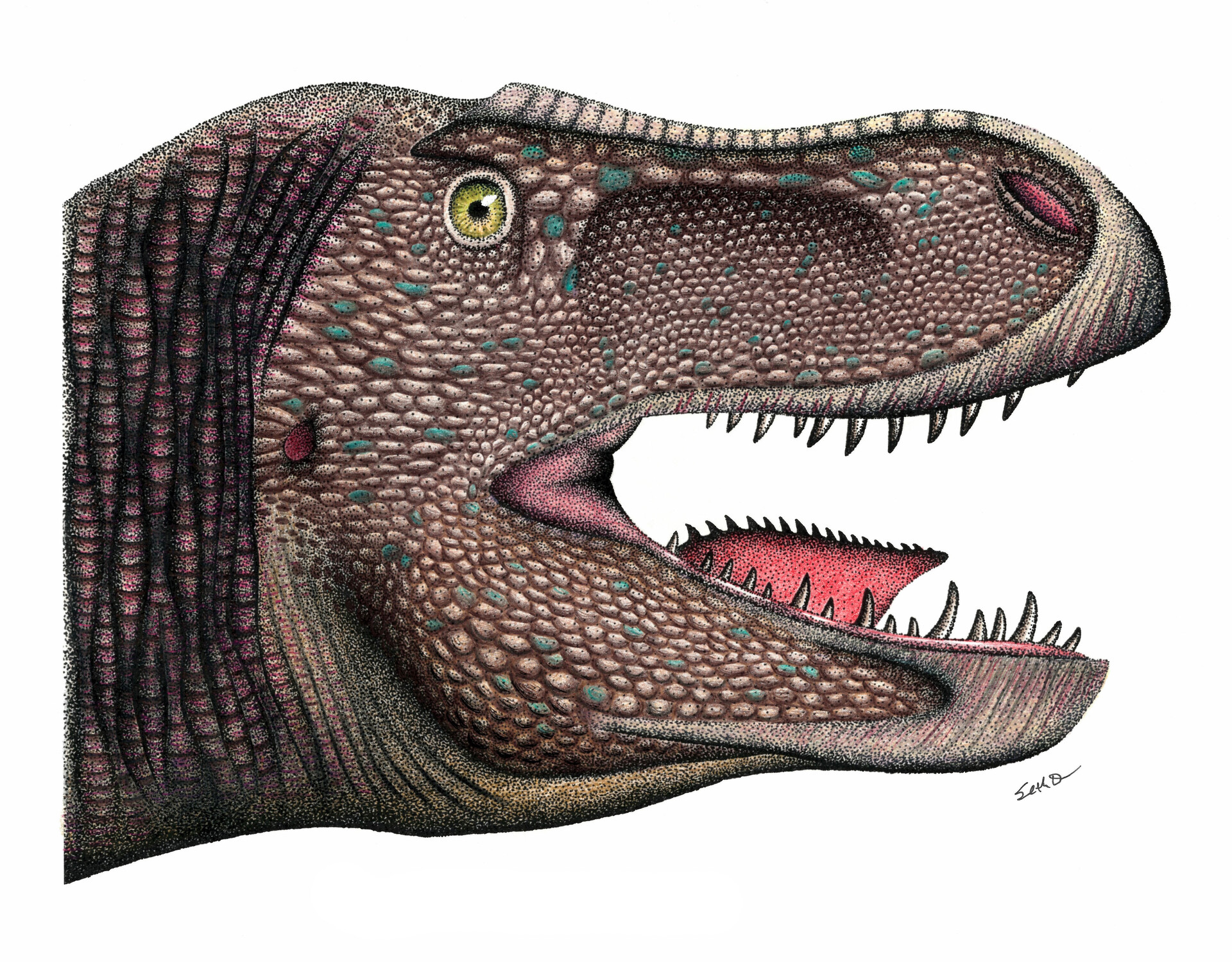 Sketch Dinosaur Head Open Mouth Tyrannosaur Stock Illustration 1212050158   Shutterstock