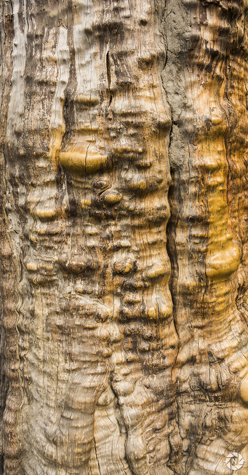 From the Texture Photo Pack: Tree Barks Volume 2

https://www.artstation.com/a/165736