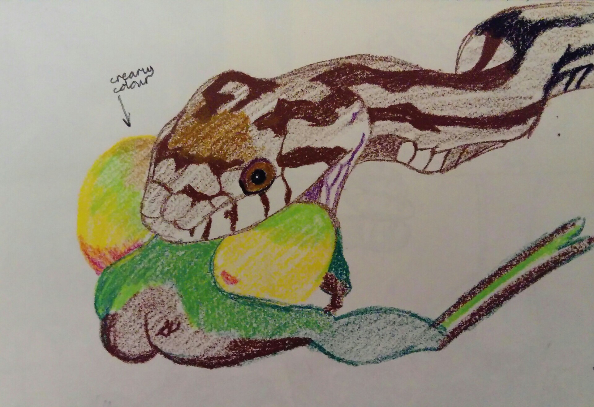 Marcus Jose - Snake Eating Frog