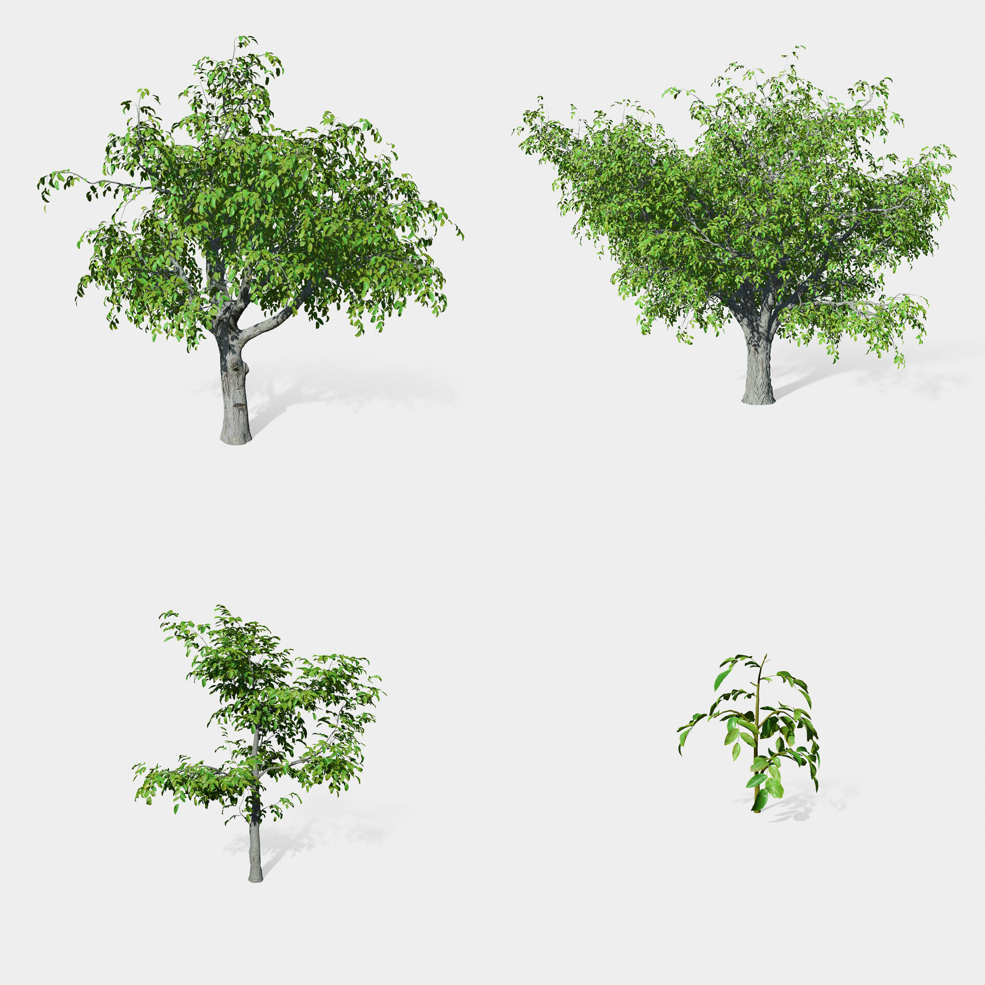 Tomasz Wieczorkowski - Walnut tree - scans + Speedtree + UE4