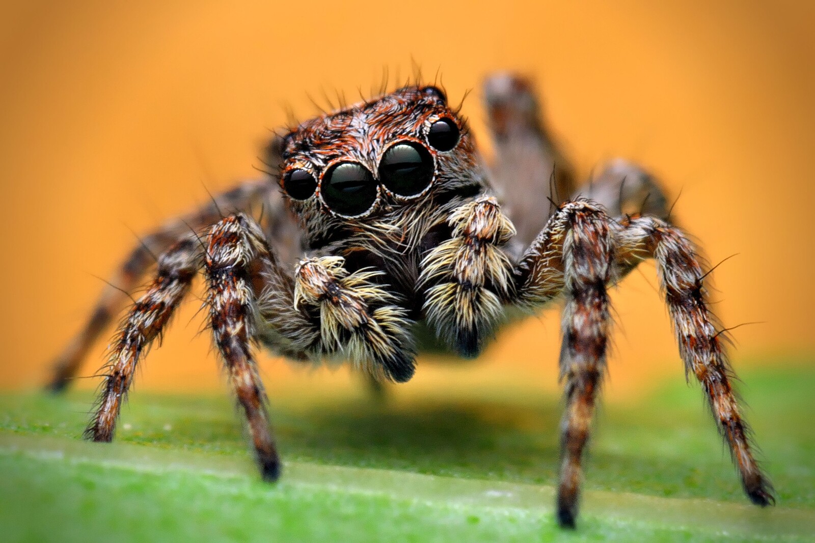 The real jumping spider. 