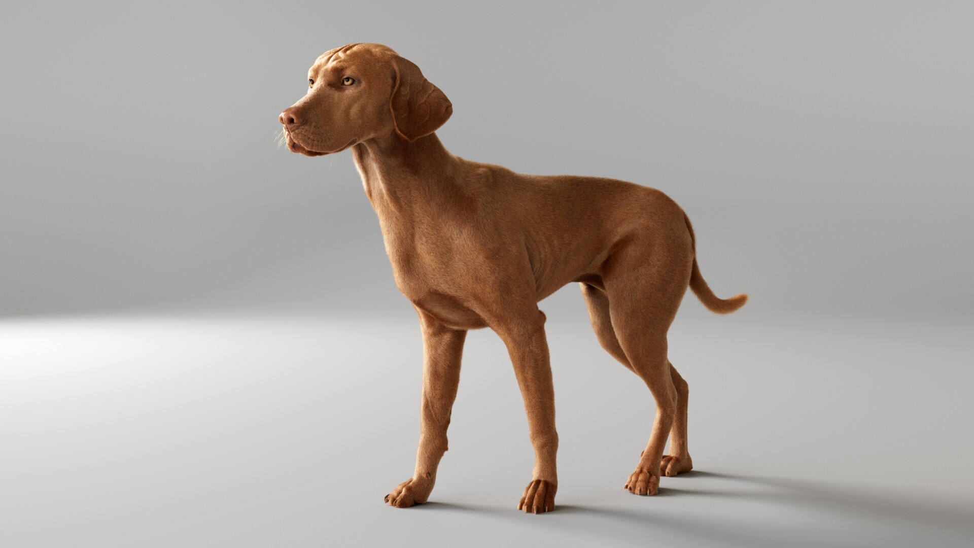 Gray vizsla shop