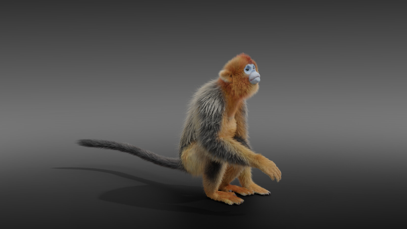 VFX models - Rhinopithecus Roxellana
