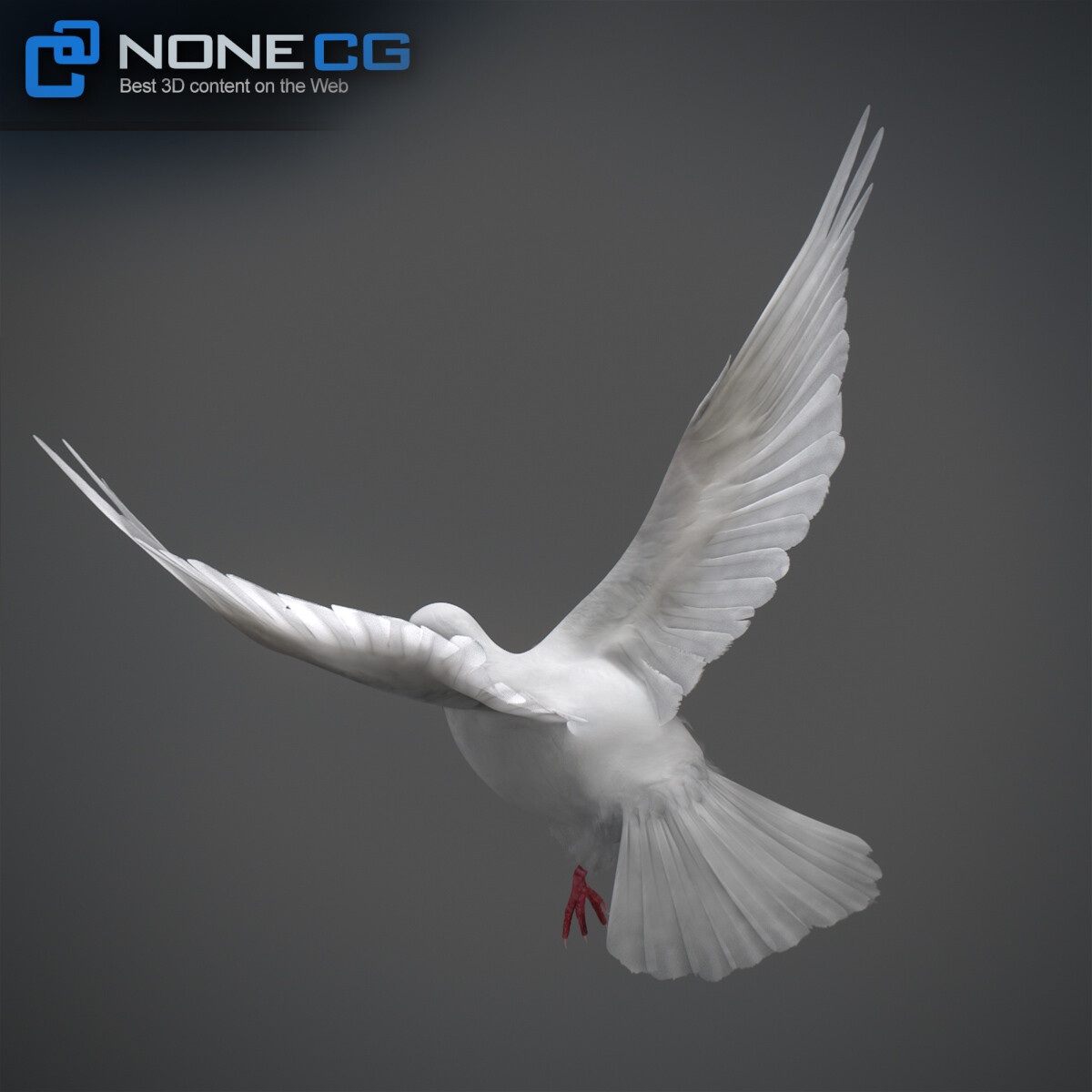 3D White Dove
