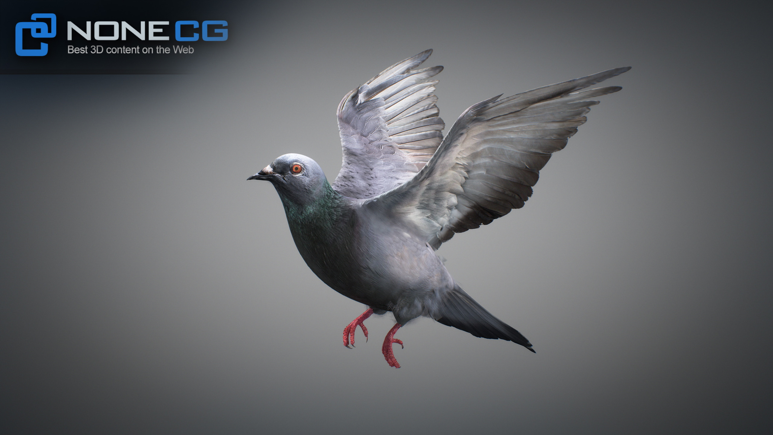 3D Rock Dove