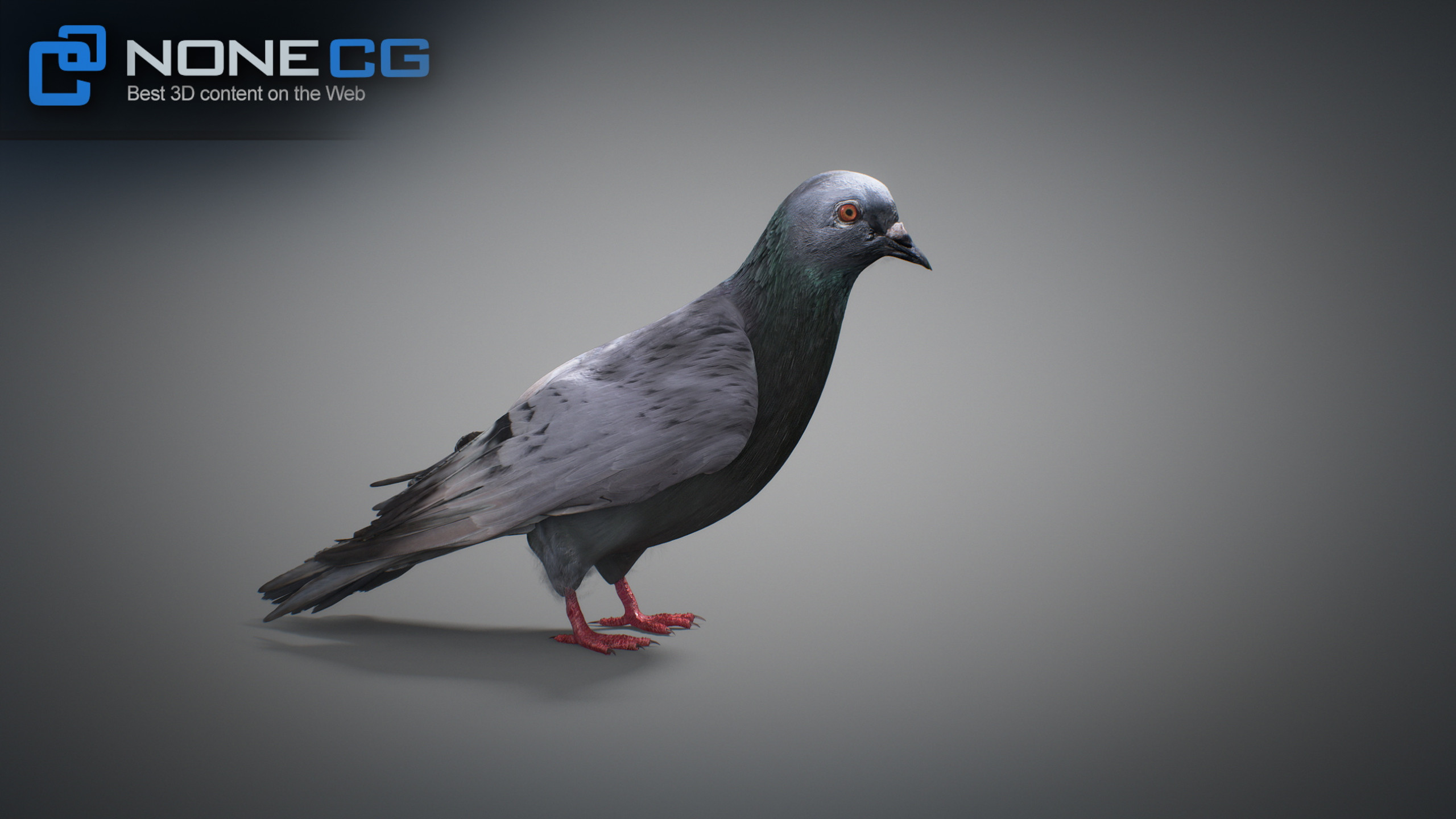 3D Rock Dove