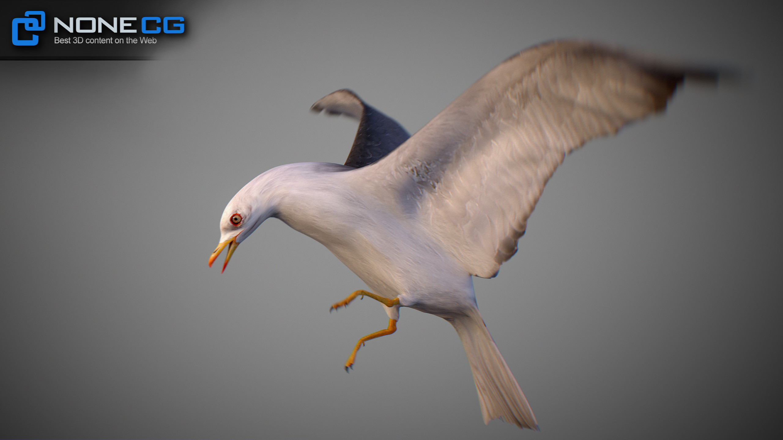 E:\[CAT]_Birds\Seagull Animated