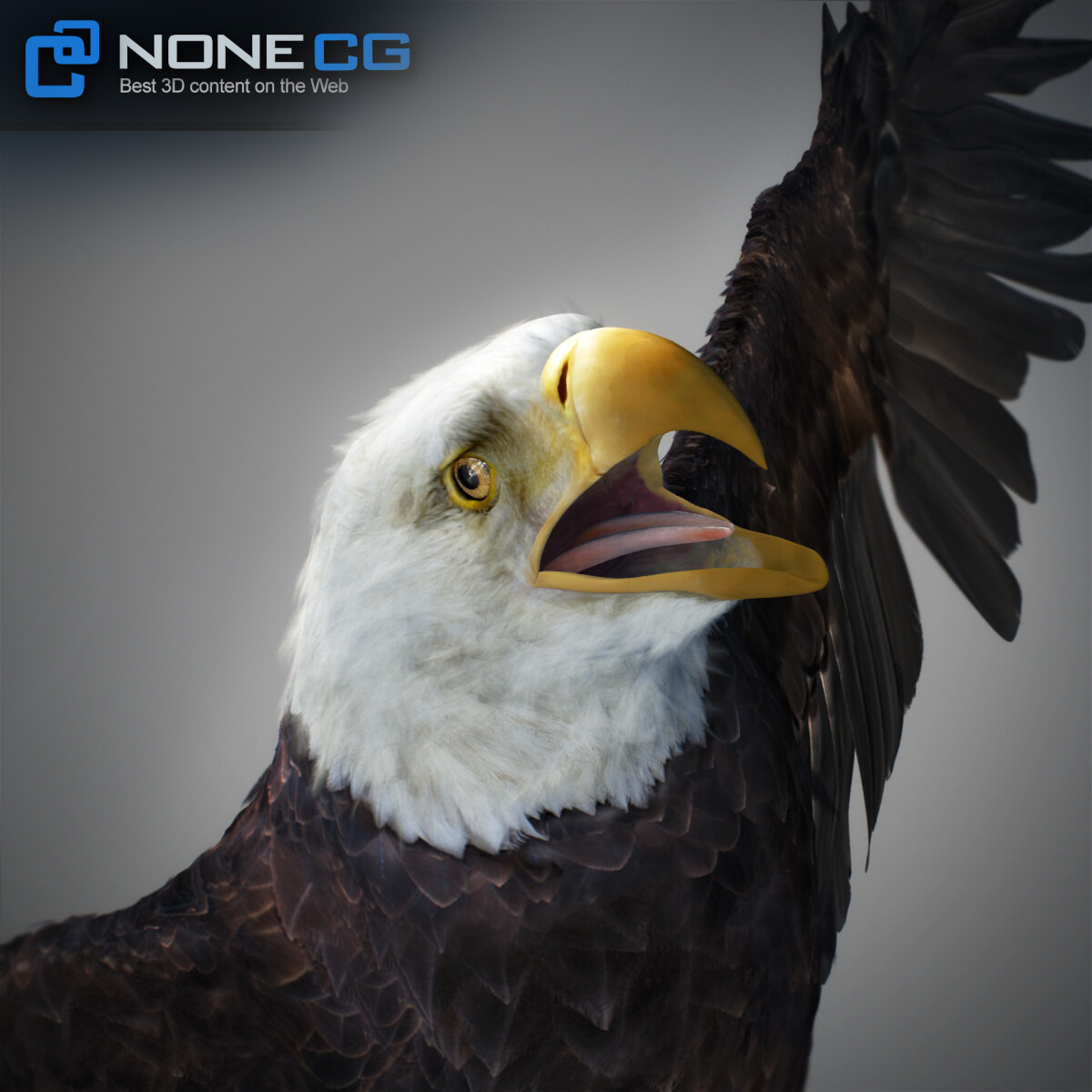 3D Bald Eagle Animated