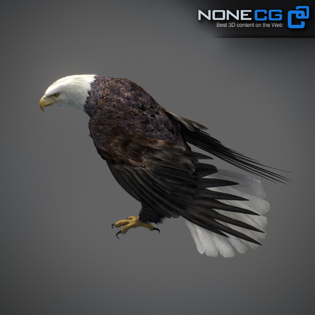 3D Bald Eagle Animated