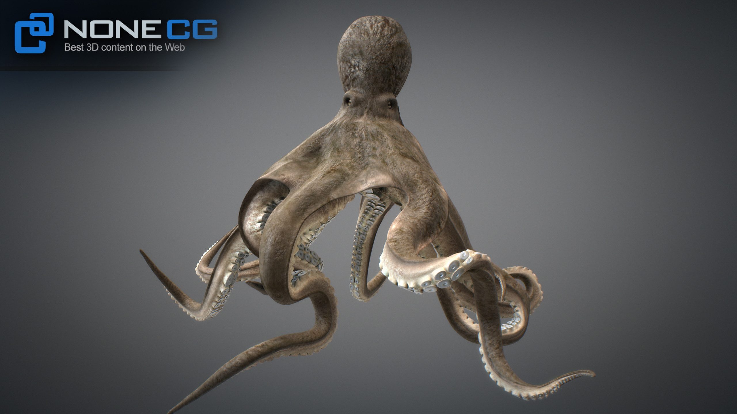 3D Octopus Animated