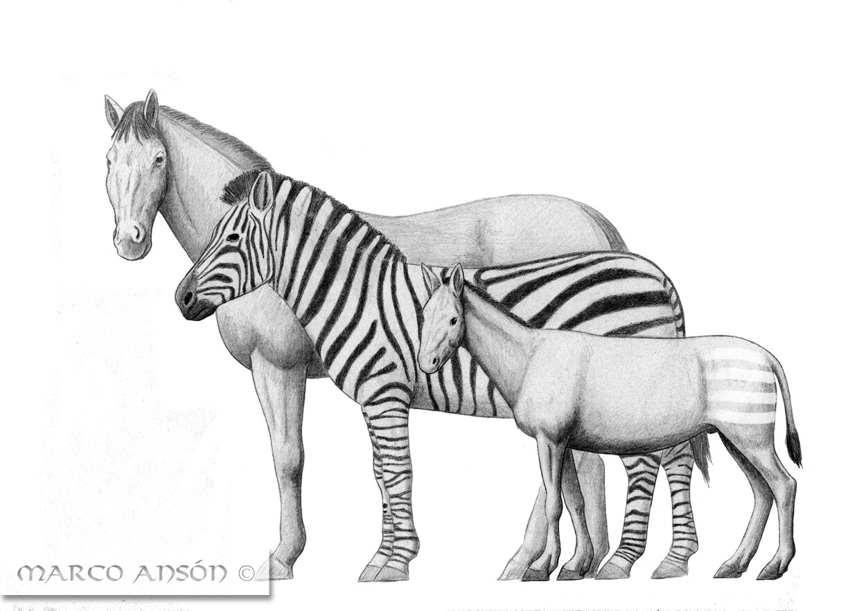 Marco Ansón - Cenozoic Equidae