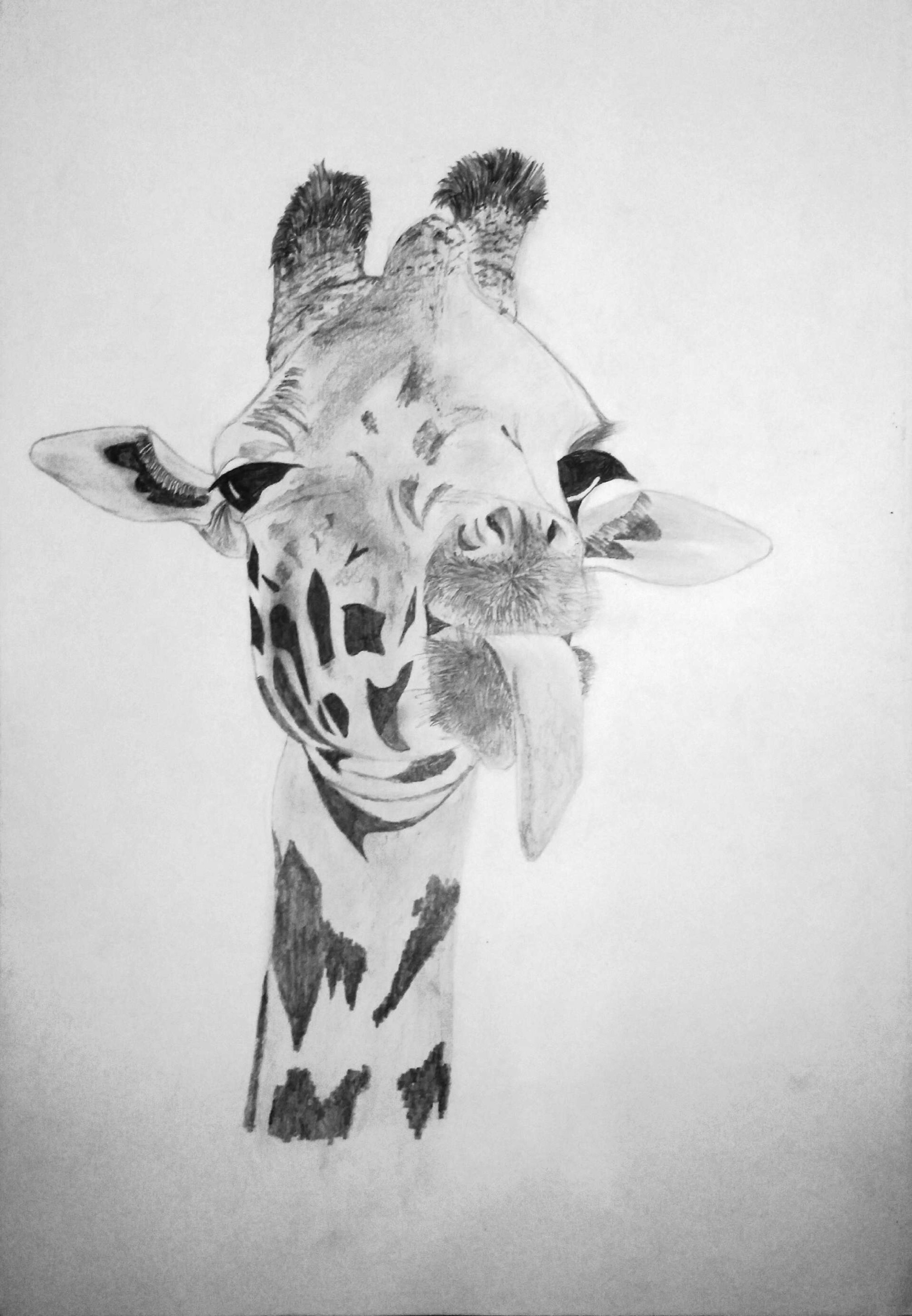 ArtStation - Giraffe Sketch
