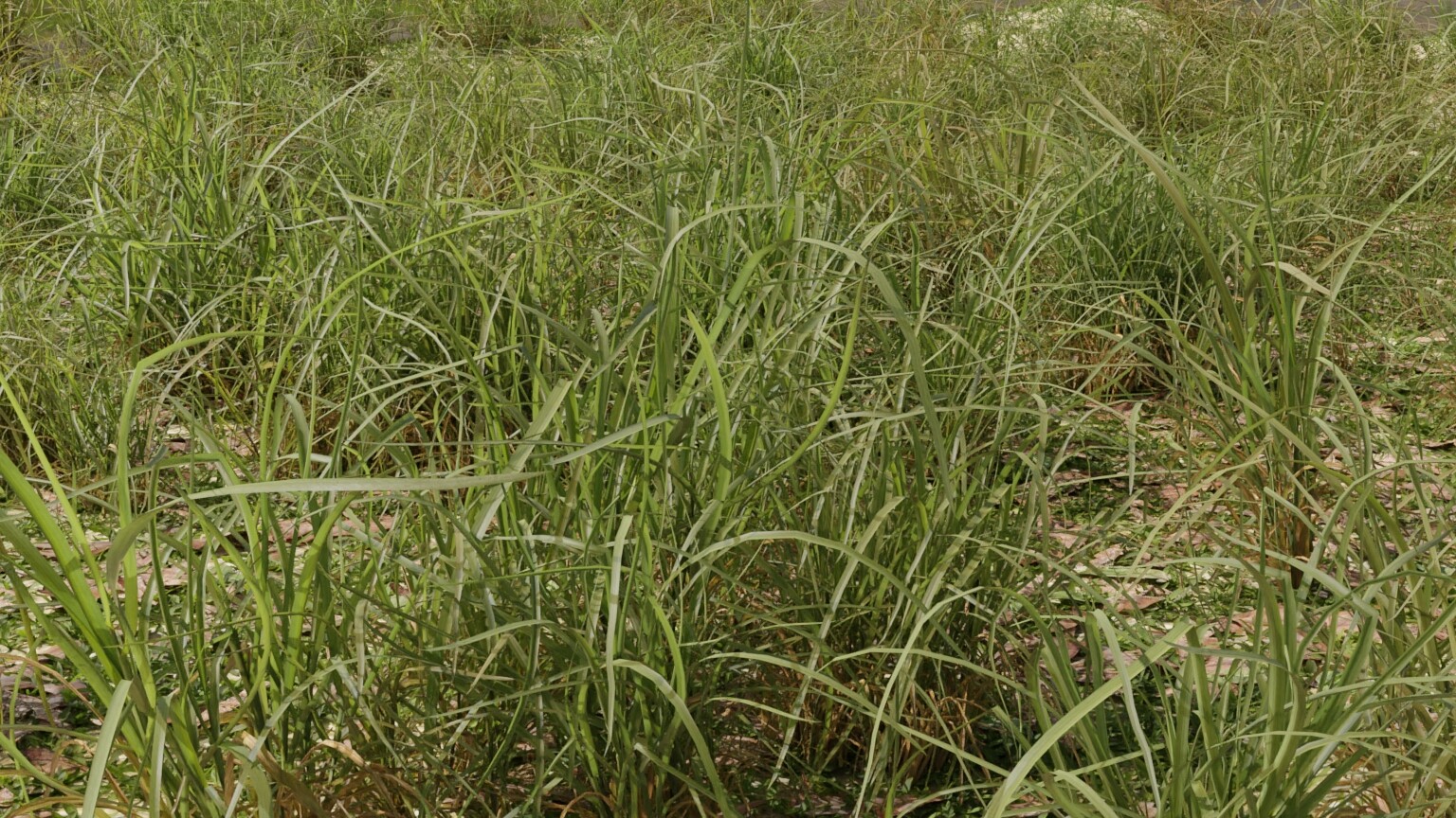 dry grass