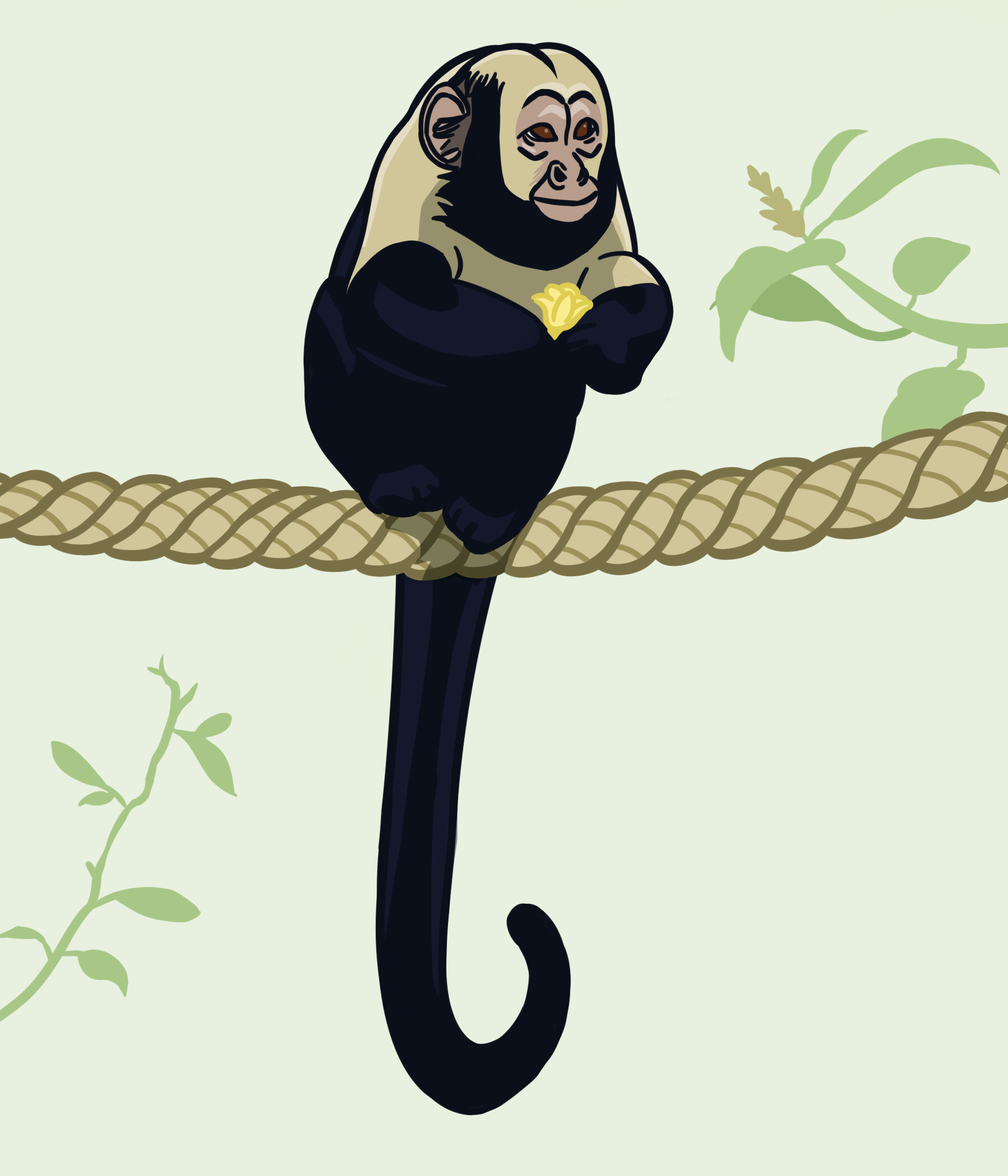 Desenho de Macaco-prego para colorir