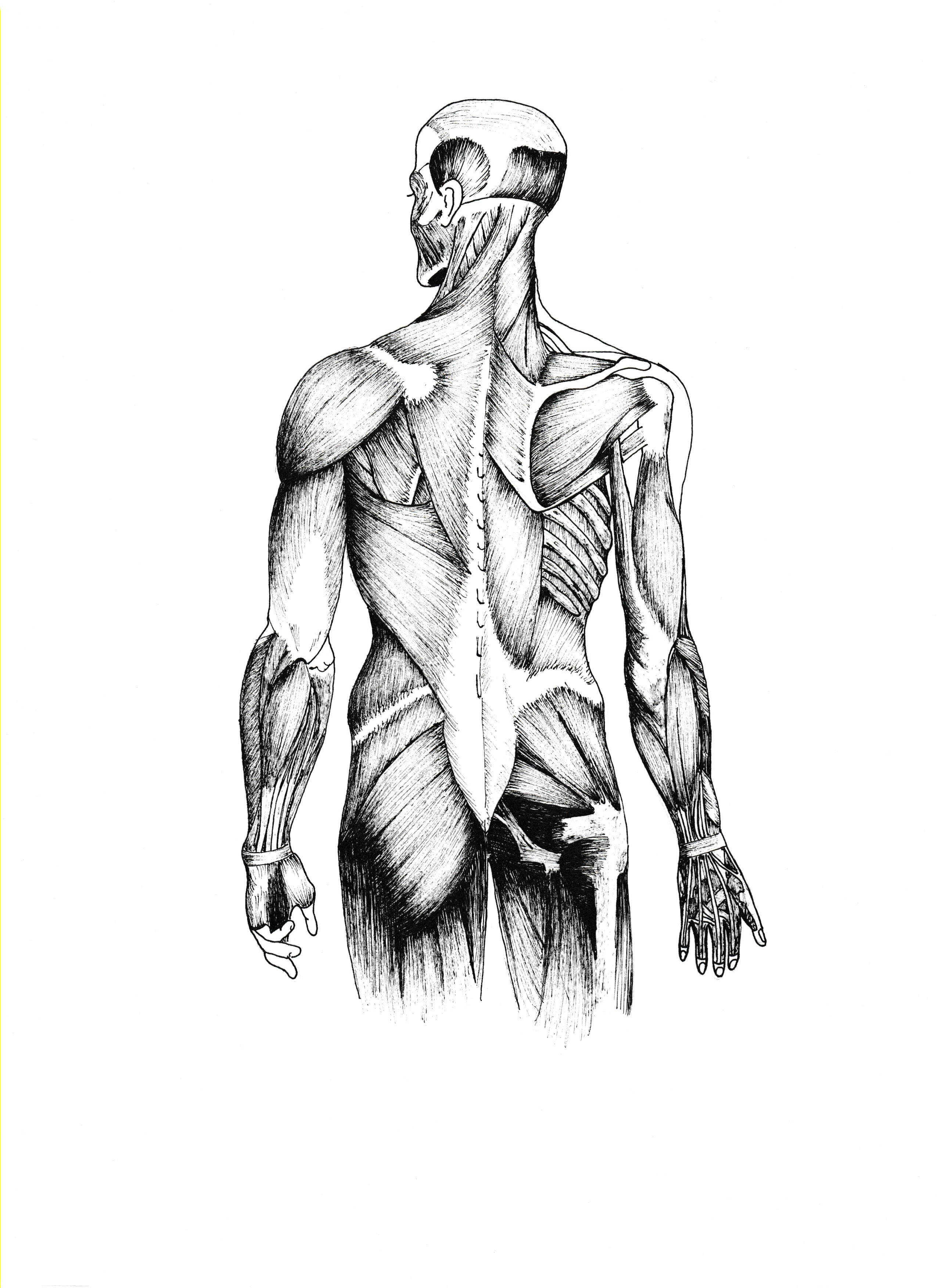 Anatomy study, ink on A4.