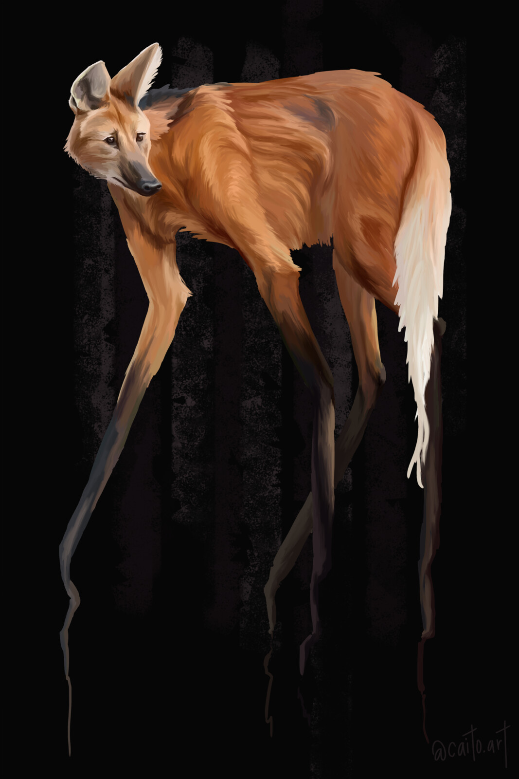 Long Legged Fox
