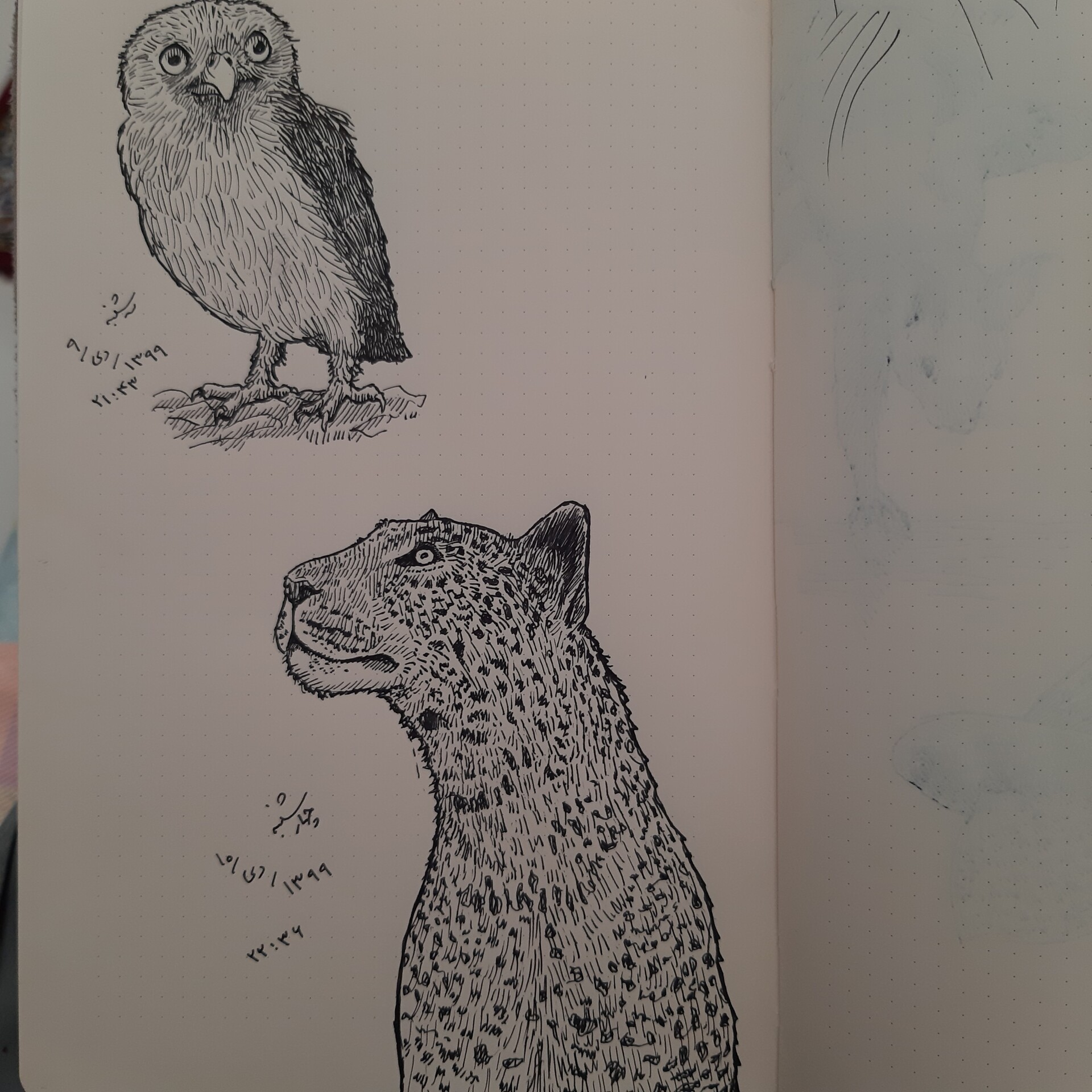 ArtStation An owl and leopard in my sketchbook