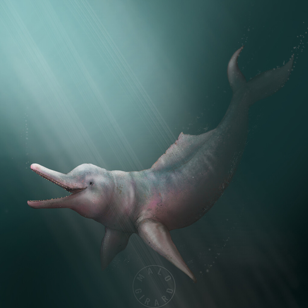 Artstation Boto Dauphin Rose De L Amazone Inia Geoffrensis Malo Girard
