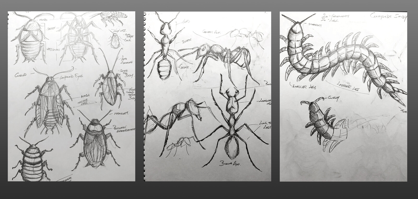 Bugs Study Sketches - Cockroaches, Ants &amp; Centipedes 