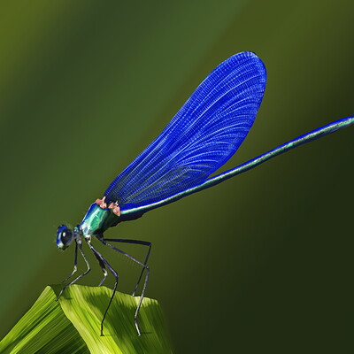 Reynard dragonfly2 e