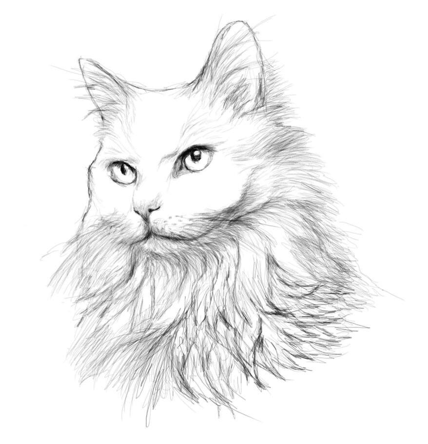 Как нарисовать сибирскую кошку
