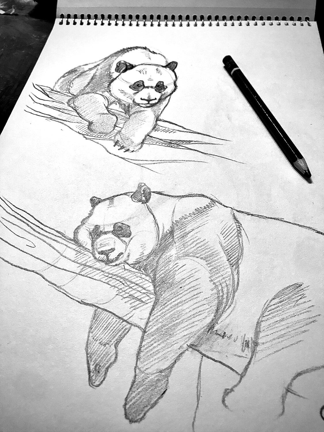 Soft animal - Pandas