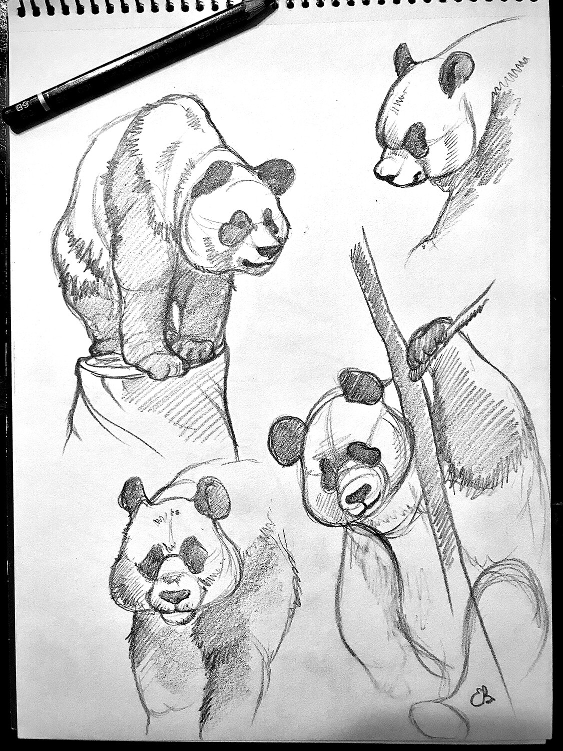 Panda Study 02