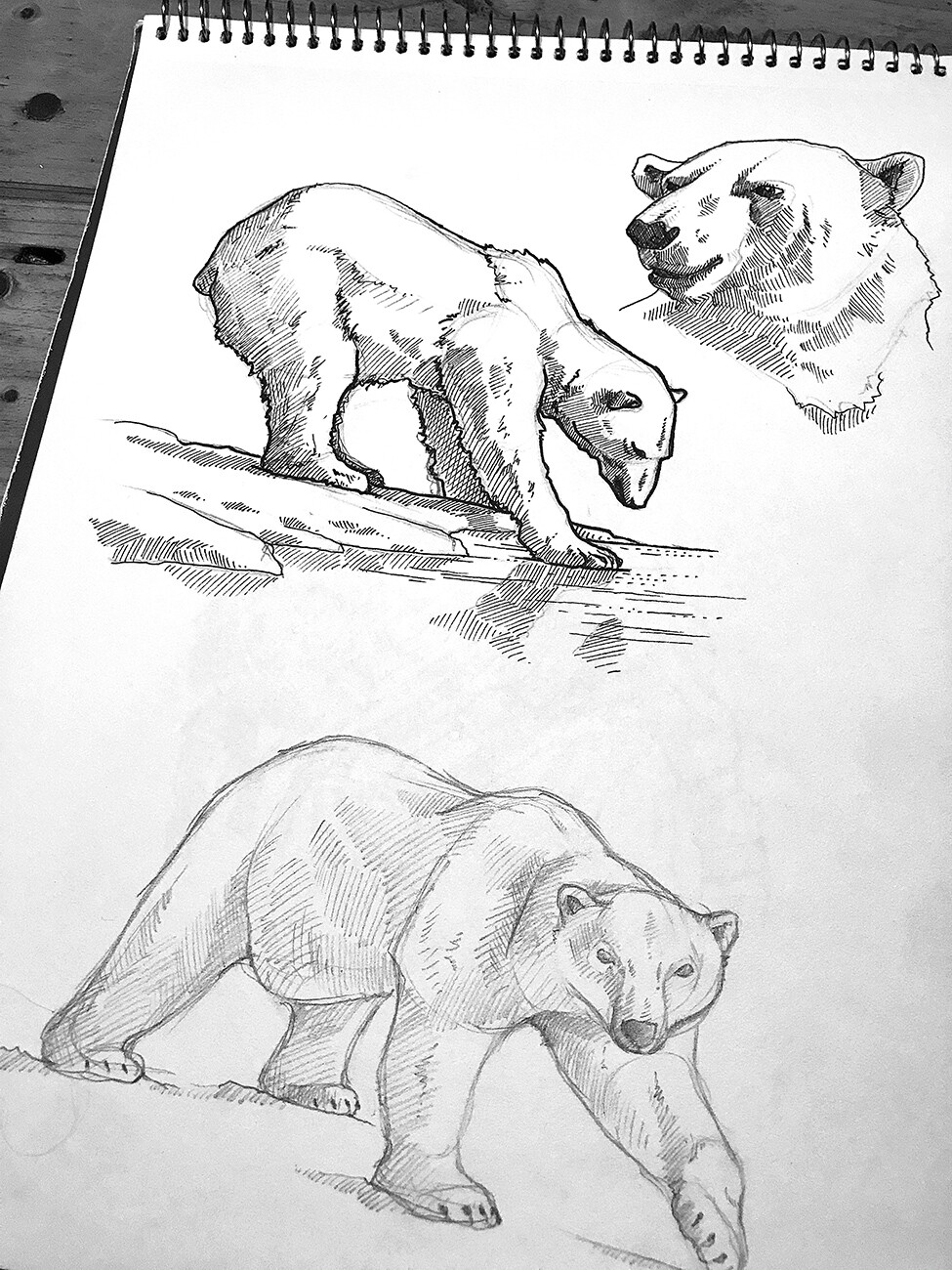 Polar bear study 02