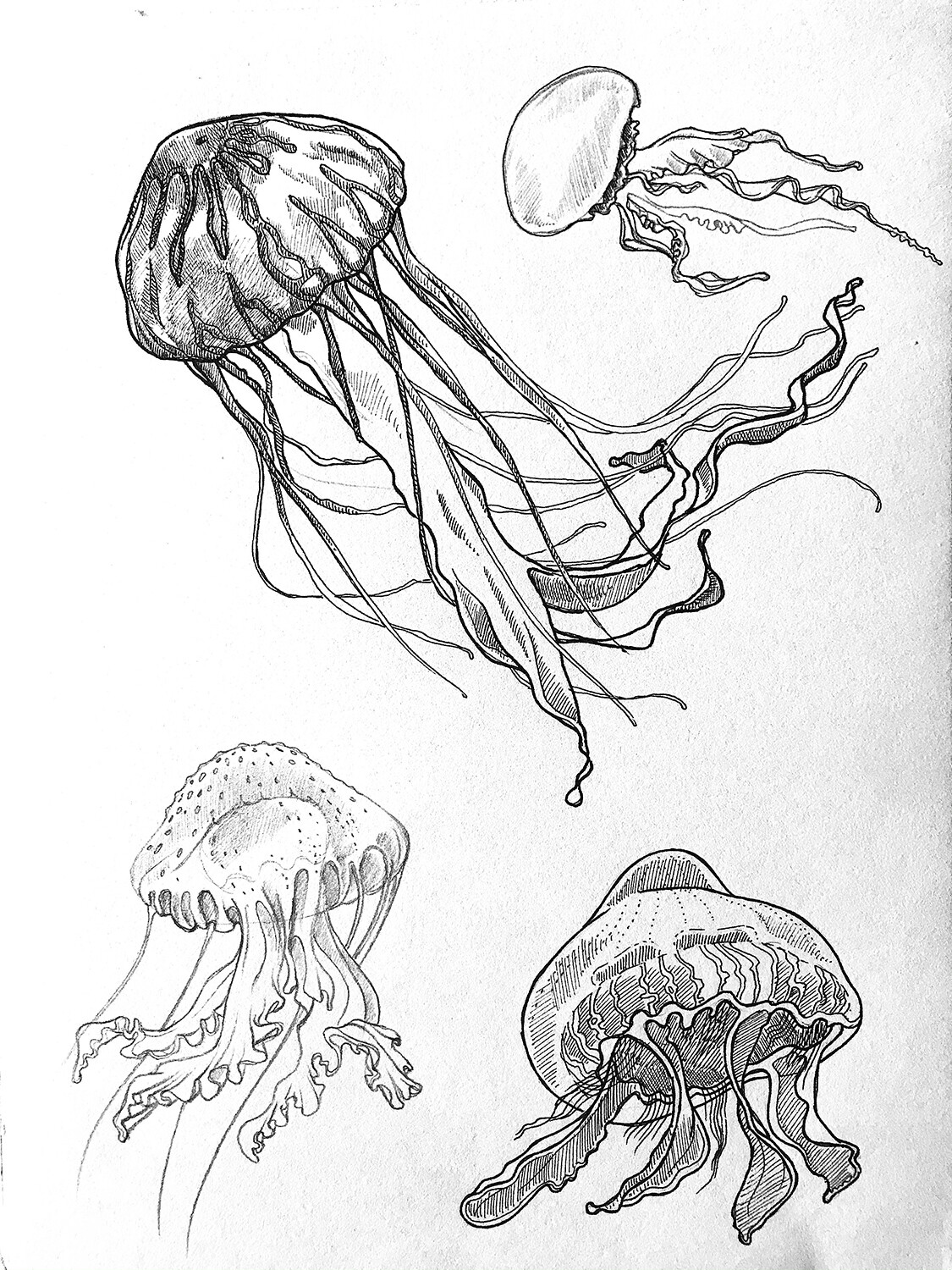 JellyFish Study 01