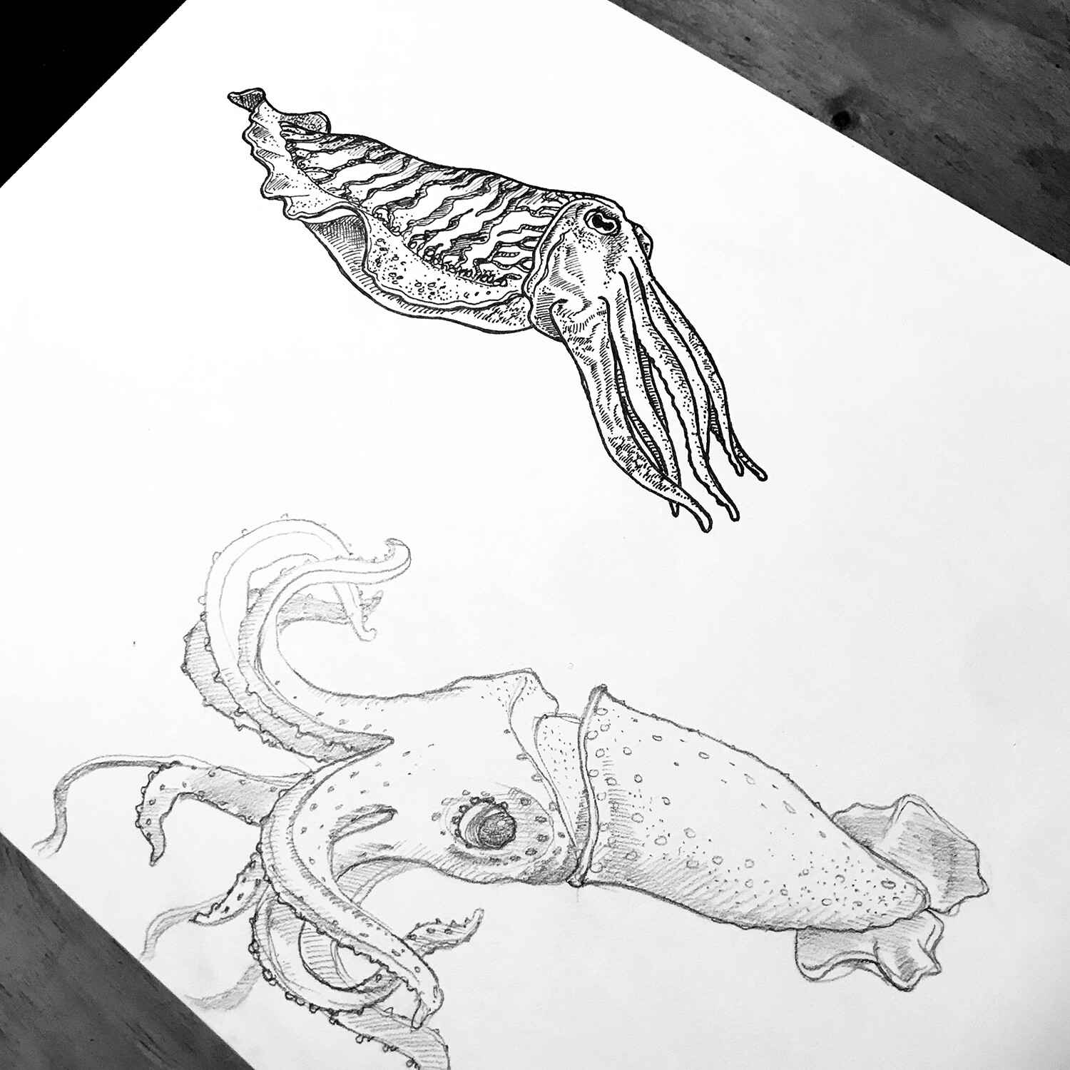 Soft animal - Squid and Cuttlefish