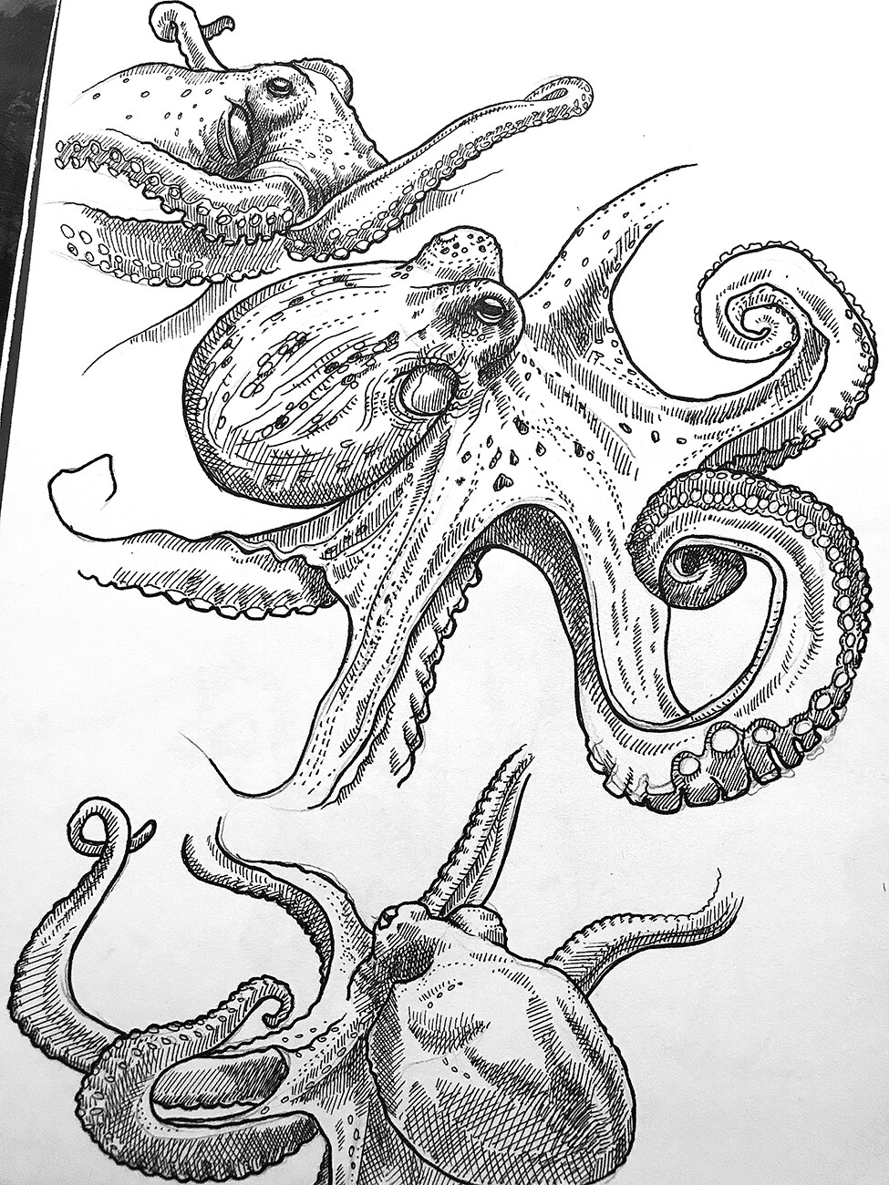 Soft animal - Octopus
