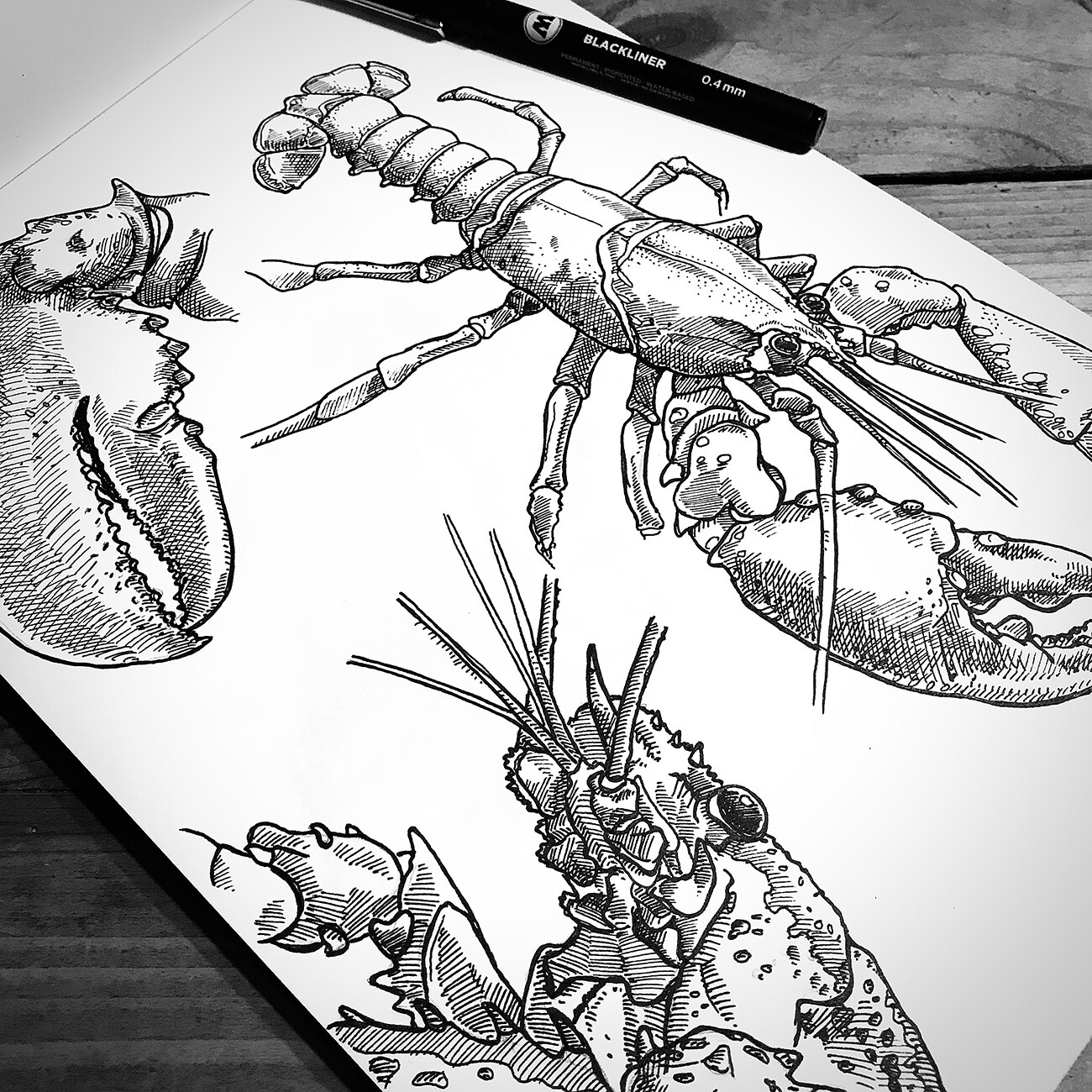 Lobster Study