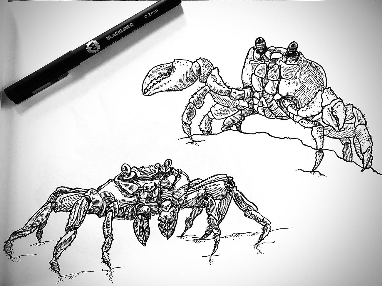 Crab Study 02