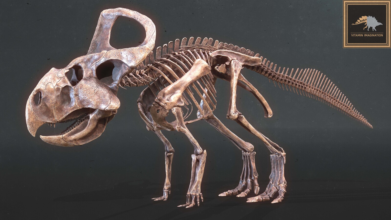 프로토케라톱스 PROTOCERATOPS