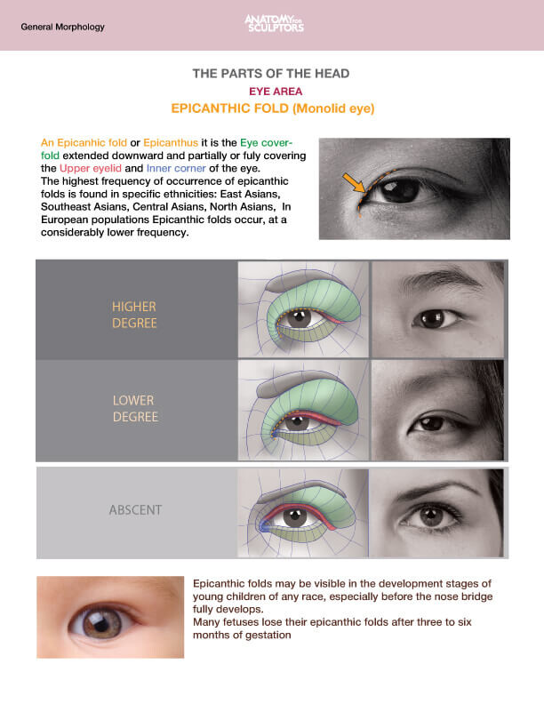  the Epicanthic Fold (monolid eye)