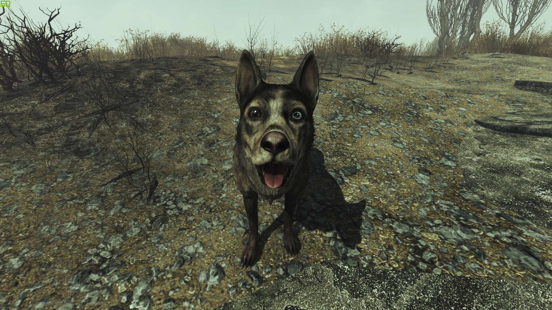 how do you get dogmeat in fallout 3 how do you get dogmeat in fallout 3