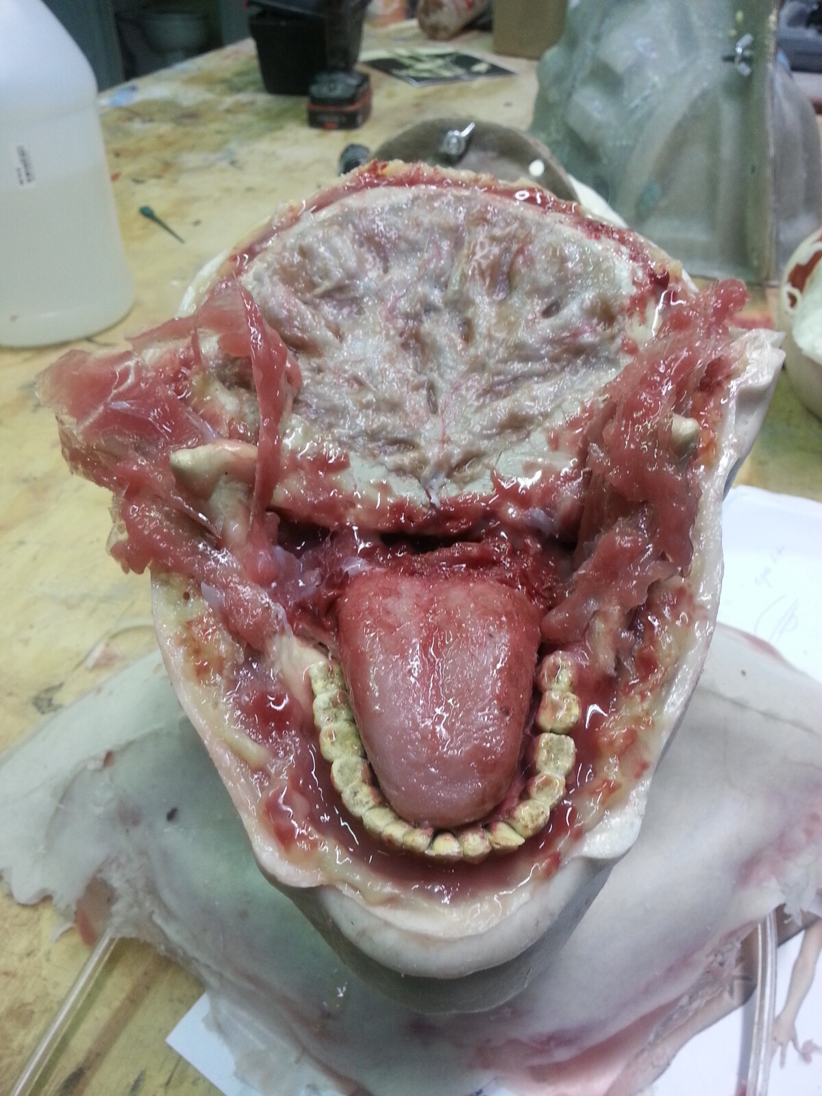 Halved Head Silicone Anatomy Prop